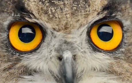 Star Tribune - Radius